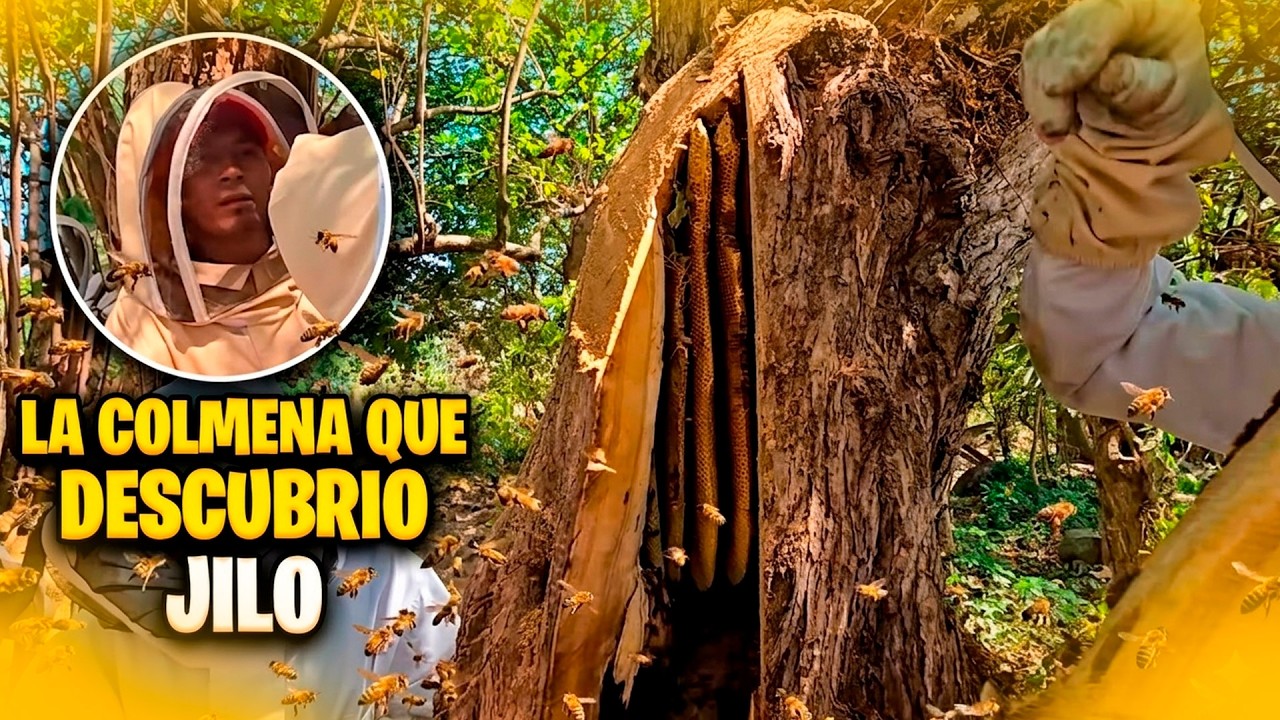 No creerán lo que encontramos pegado a un árbol. Jilo dice que él fue