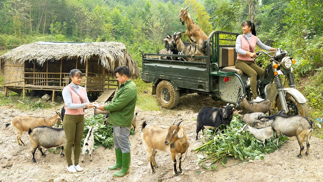 Buy Goats From Farmers And Use 3-Wheeled Truck To Transport Multiple Goats Goes To Market Sell