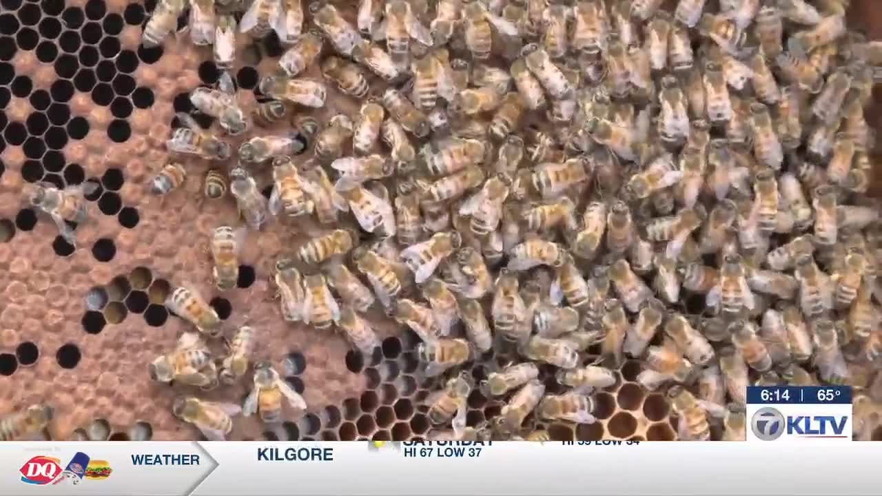 Beekeeping 101: The agricultural impact on East Texas