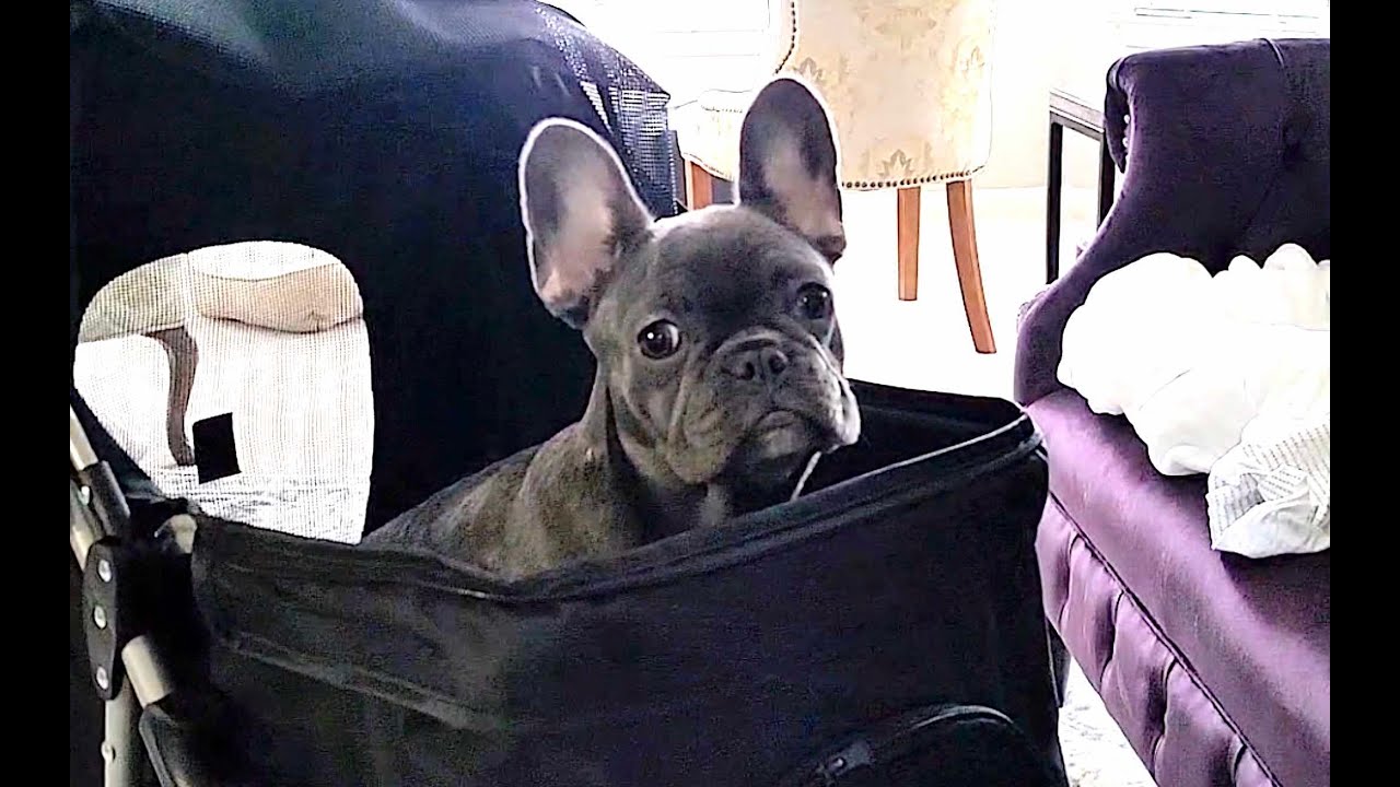 New Stroller for a Frenchie - Puppy Reaction