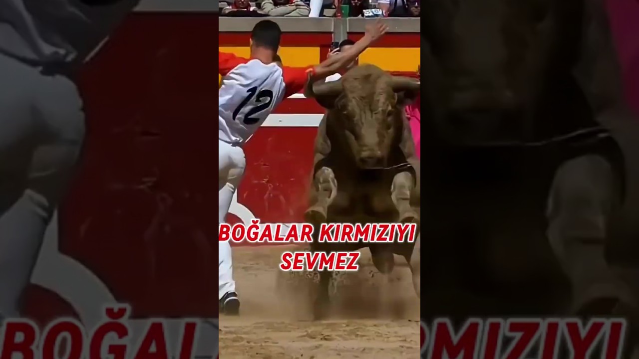 BOĞALAR KIRMIZIYI SEVMEZ 🐂
