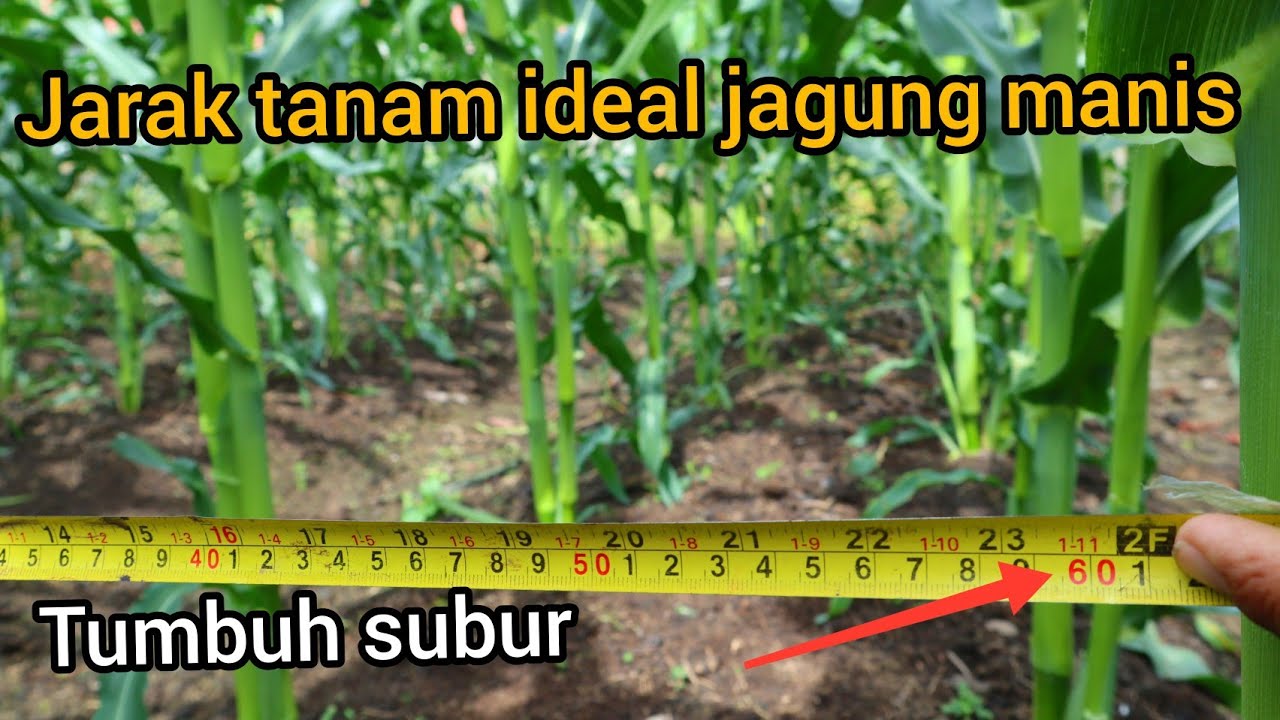 Pemberian jarak tanam yg ideal jagung manis agar tumbuh subur