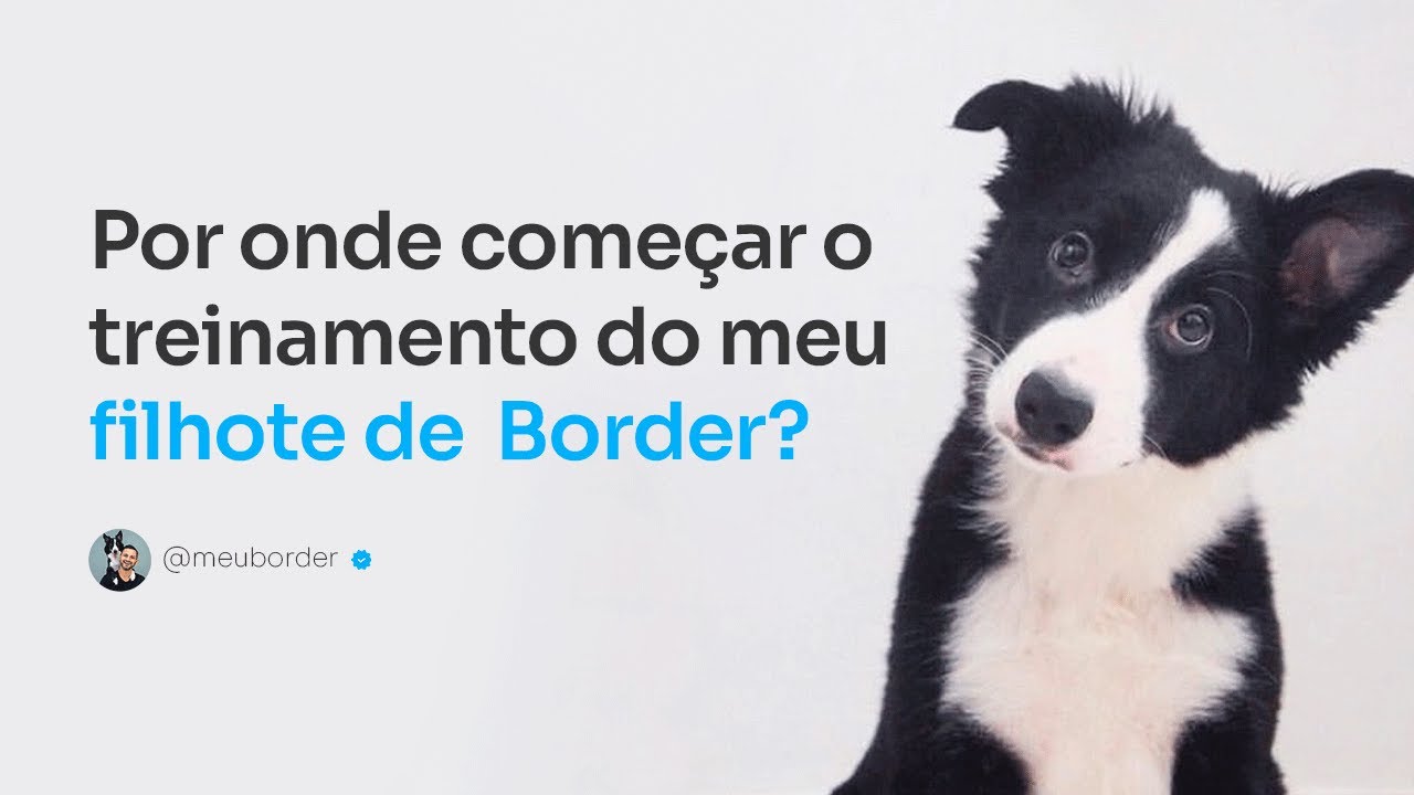 Por onde começar o treinamento do meu filhote de Border Collie