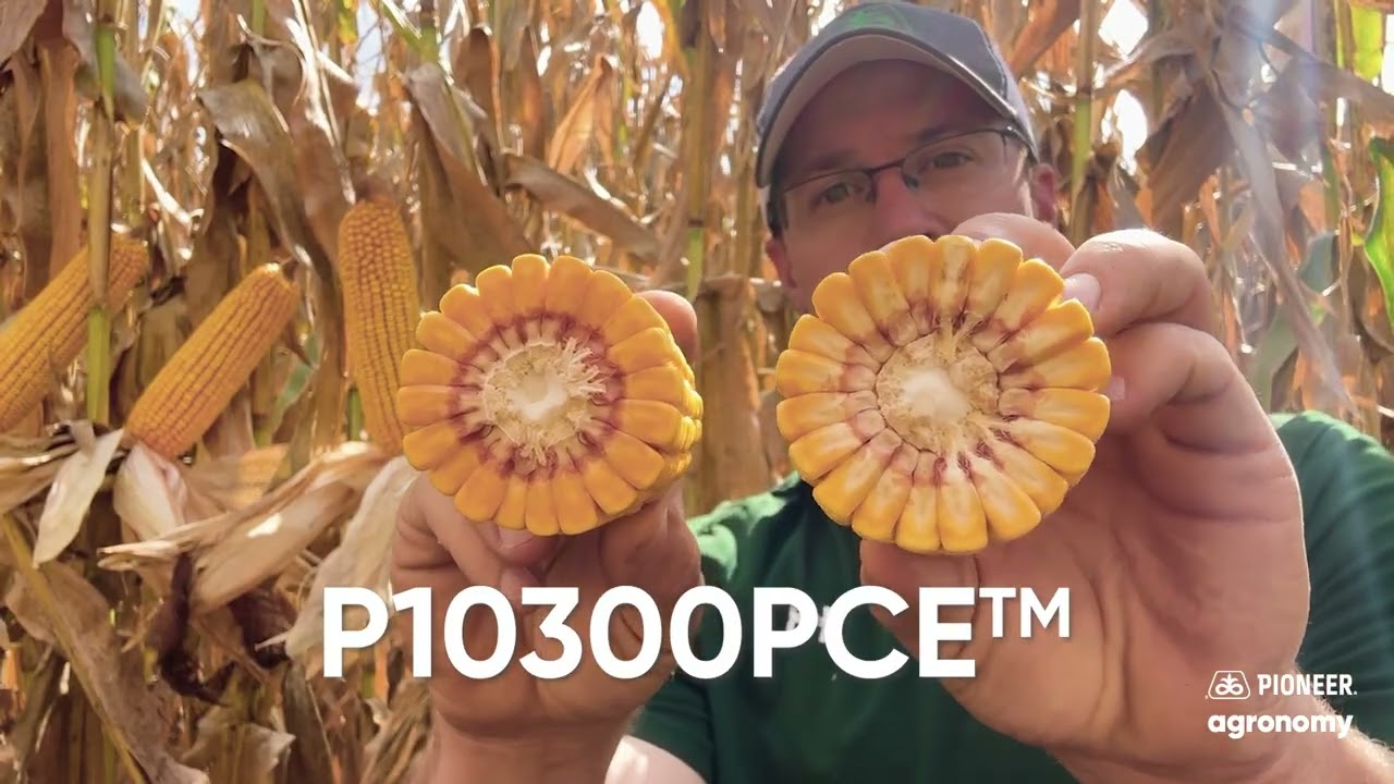 NEW Pioneer P10300PCE Hybrid | 110-day PowerCore&reg; corn hybrid | Pioneer Seed