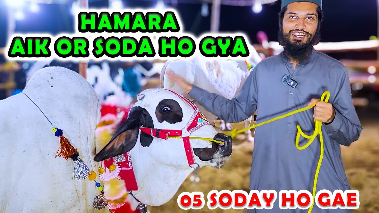 Hamara Aik Or SODA Ho Gya PRICE REVEALED Northern Bypass Cow Mandi | Cattle Market Karachi Bakra Eid