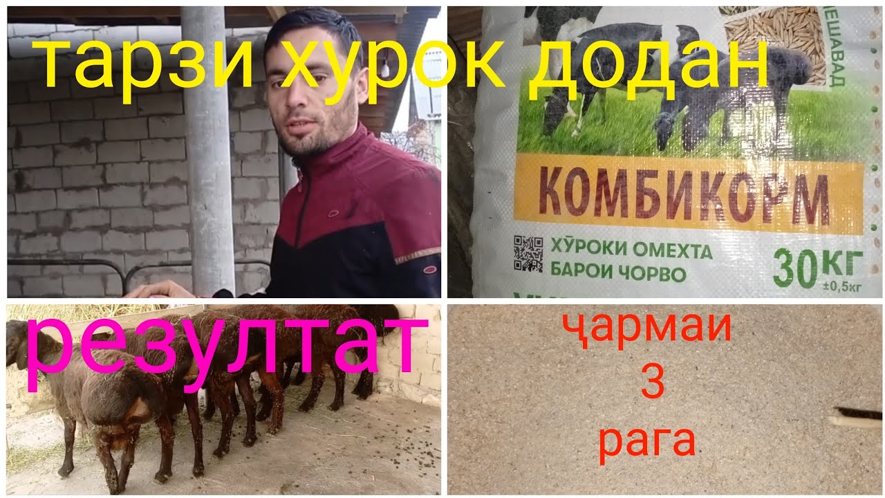 Тарзи дуруст хурок додани чорво Навор 06.03.2026