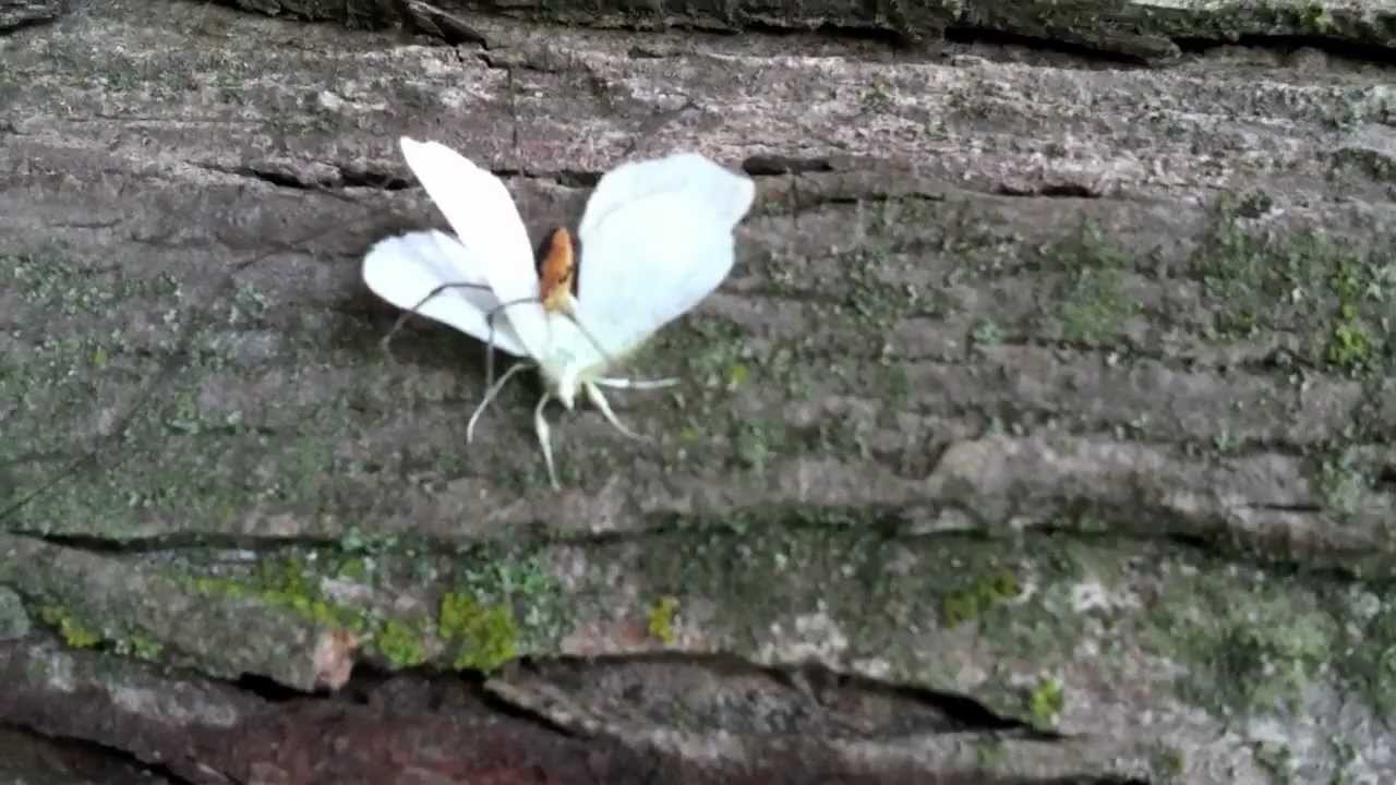 The Harvestman and the Moth