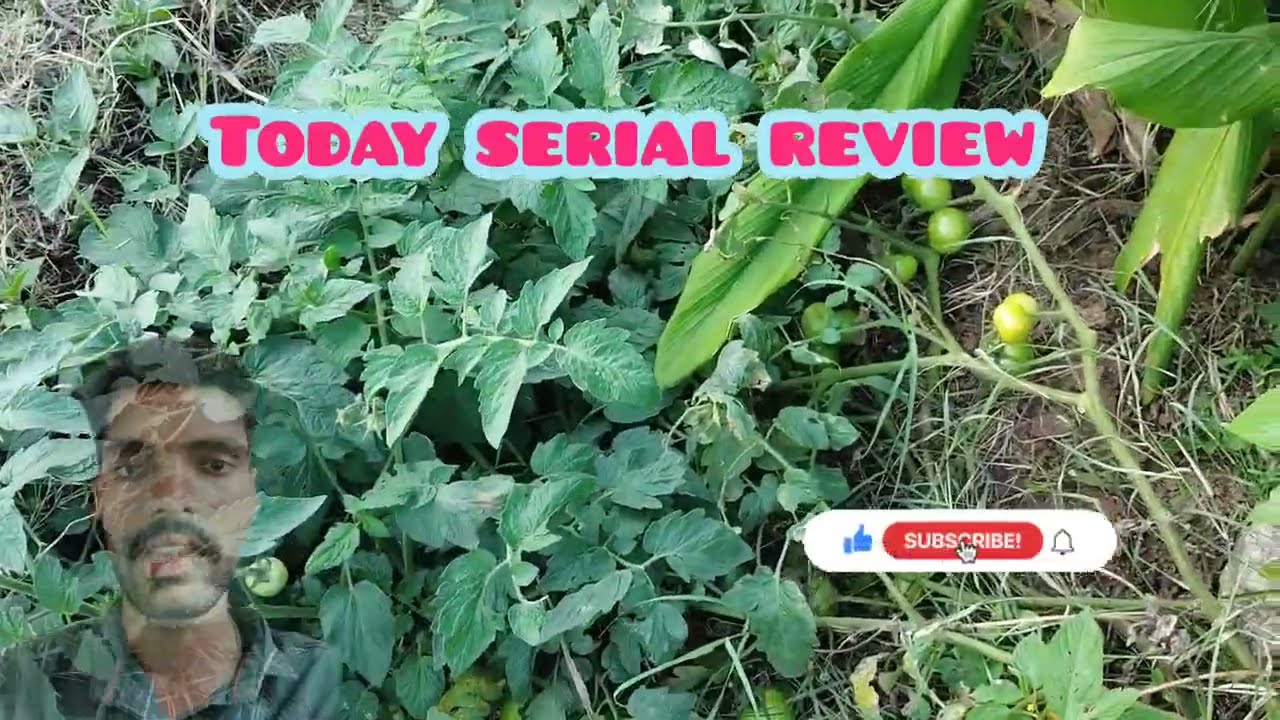Today serialreview நேருக்கு நேர் மோதும் கனகதுர்கா மற்றும் விஷக் கன்னி இனி?#gauriserial#gaurikalaign 