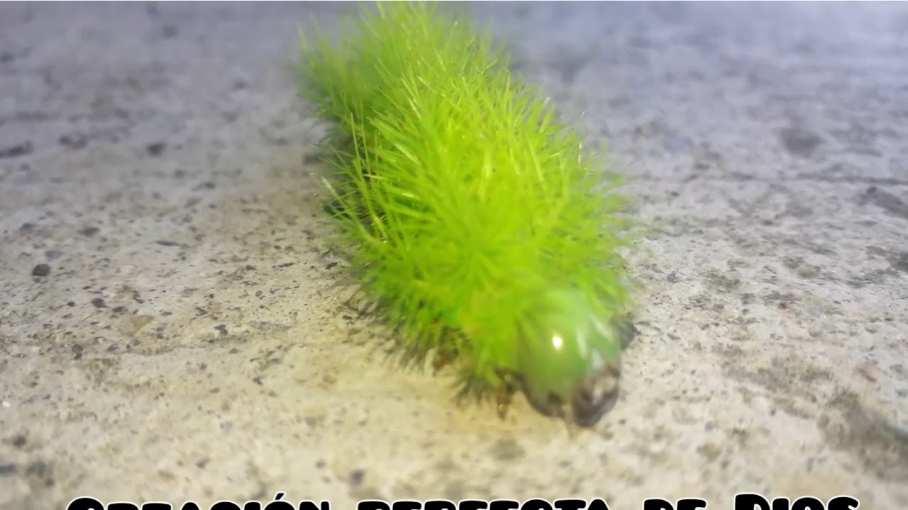 oruga verde