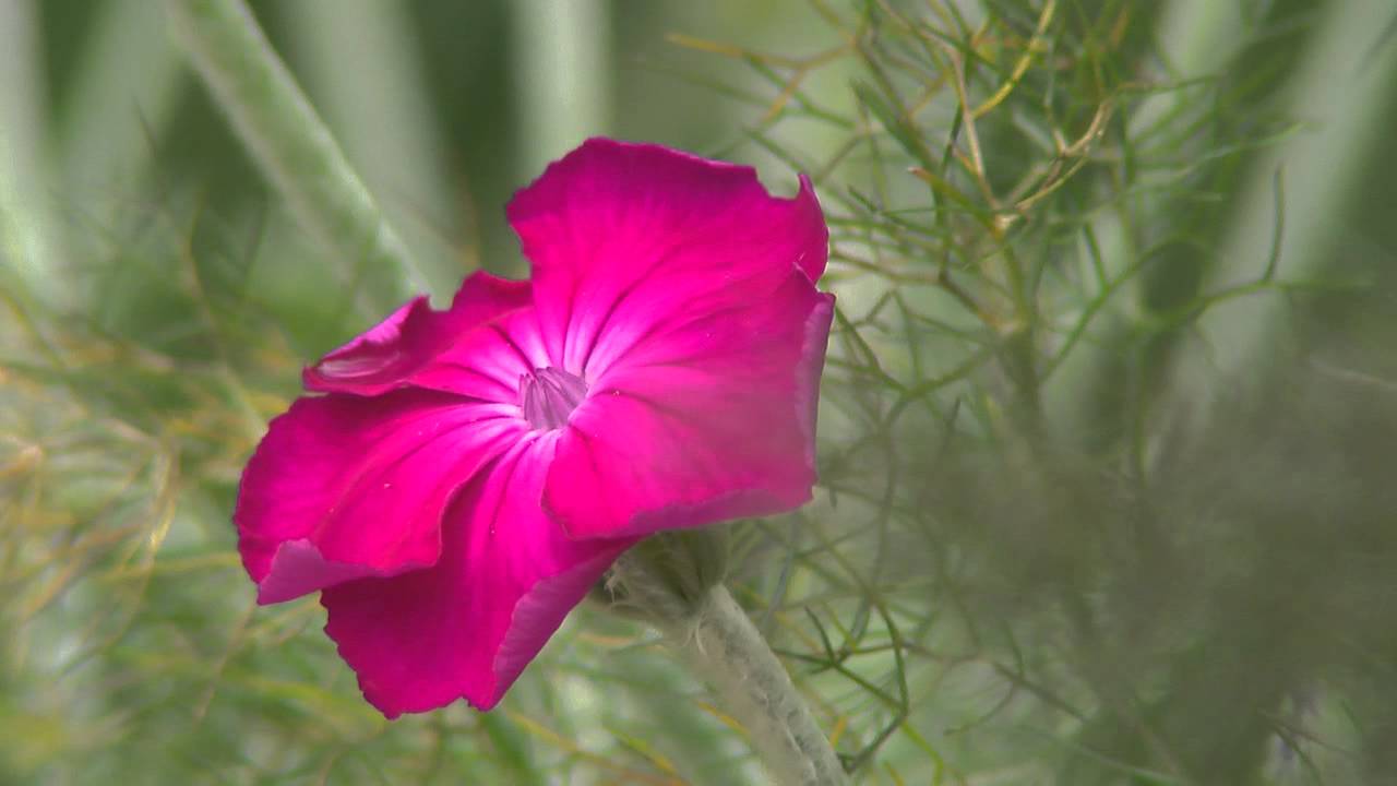 Jardin de Normandie : Jardins du Pays d'Auge
