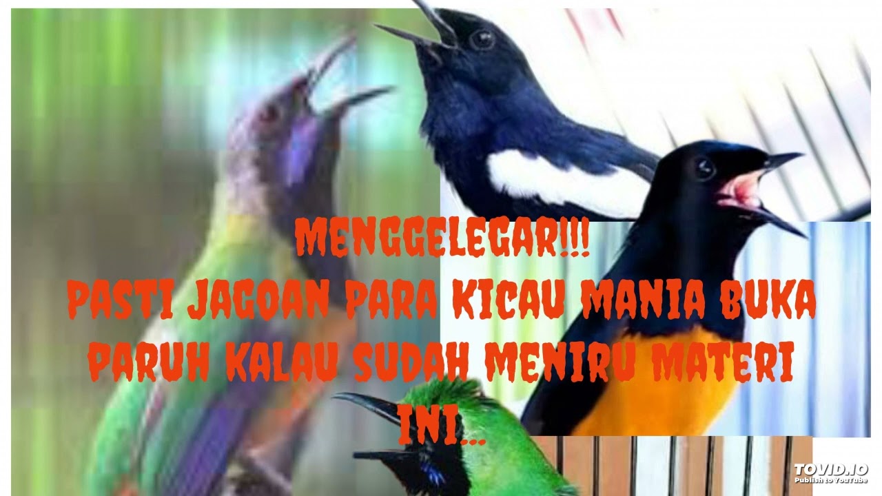 Masteran Cucak Cungko, mengunci Juri & auto juara, perdengarkan malam hari, pagi sudah bisa meniru..
