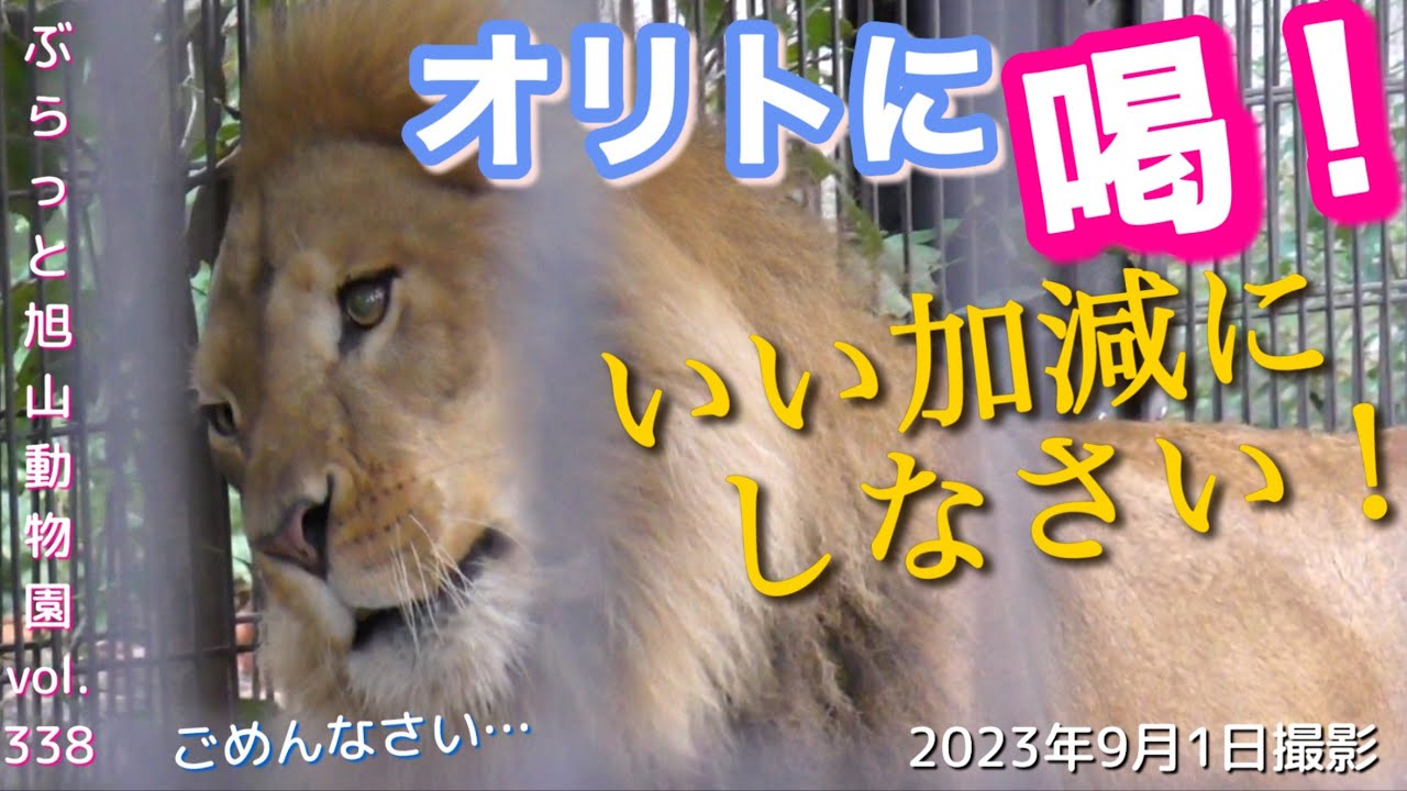 【今日のライオン】再びザリアが喝！反省する夫オリトに妻イオが気にかける姿にキュン🫰フウの穴掘り合戦vol338@旭山動物園/lion's father gets scolded by tiger