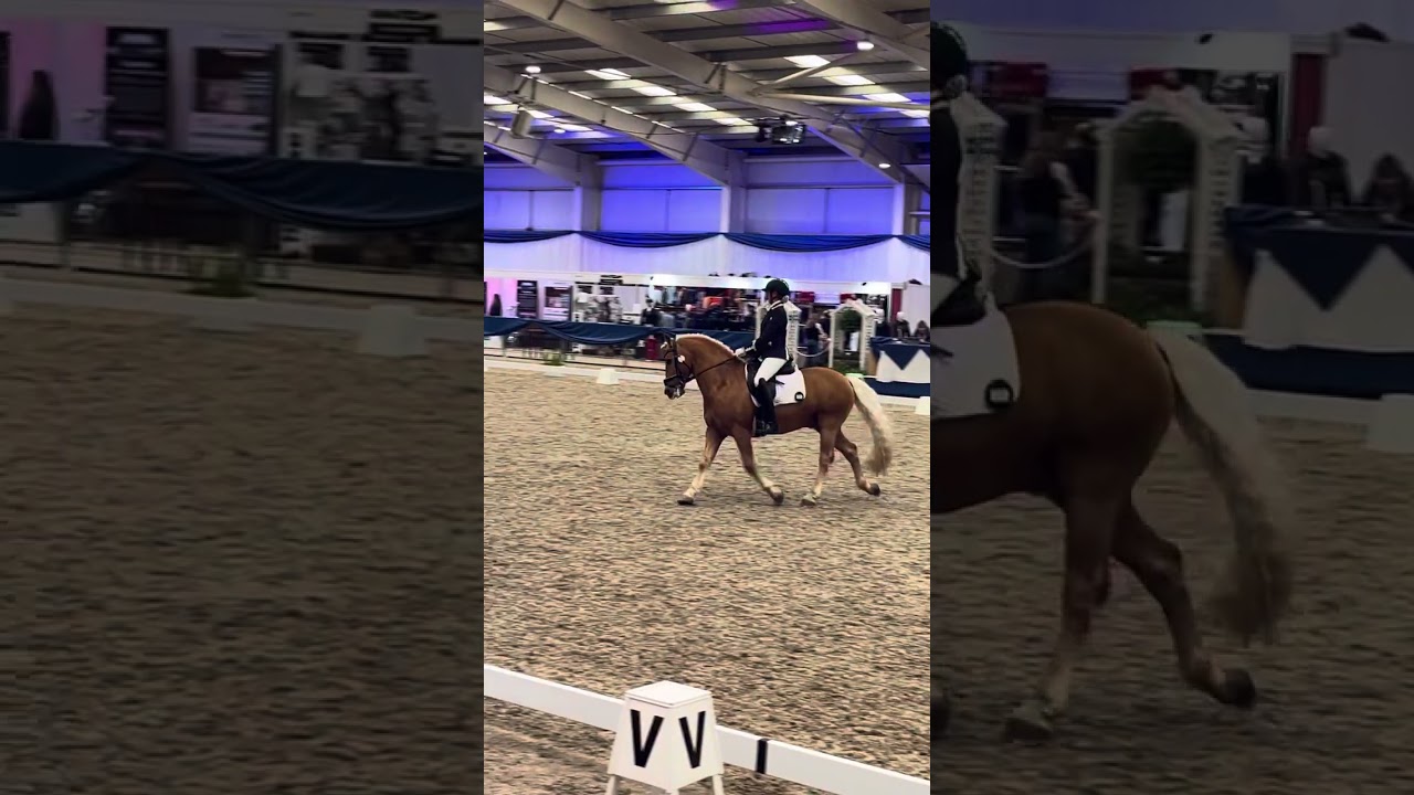British dressage winter championships Elementary silver freestyle.