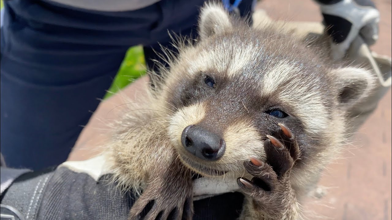 A Job For The Pros! | Raccoon Family In Chimney