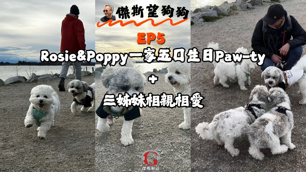 【傑斯望狗狗】Poppy & Rosie 兩歲啦！一家五口生日派對! 有爸爸，有大哥和三哥，有滿滿的愛! 仲有三個姊妹相親相愛的片段！| EP5
