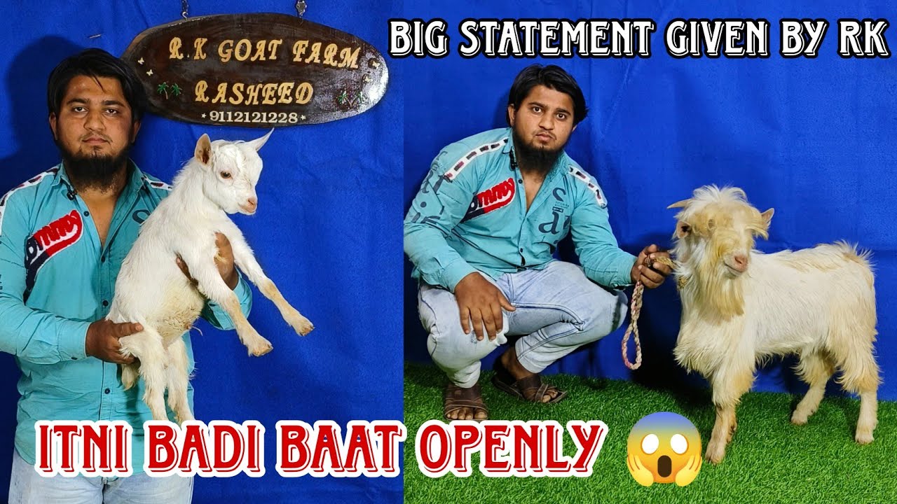 Quality Bantam buff special video at RK goat farm Aurangabad Maharashtra