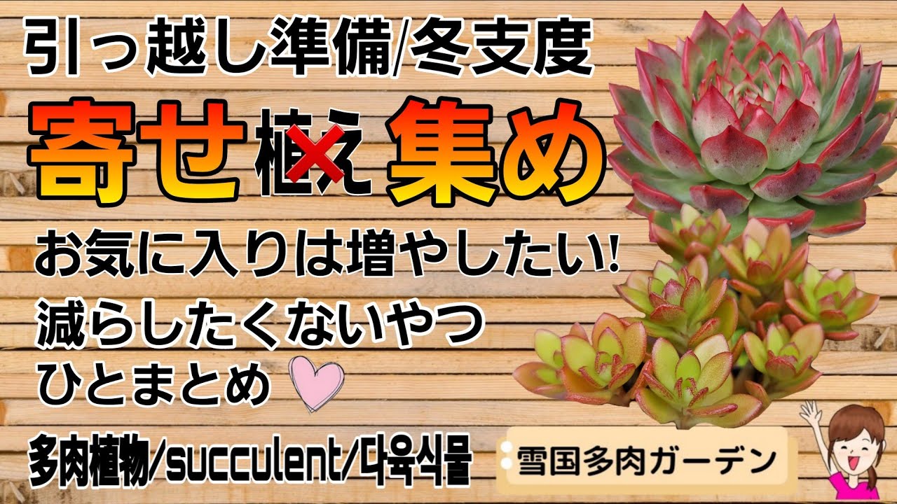 お気に入りの苗は寄せ集め！2025年10月12日 #雪国で育てる多肉 #タニラーの引っ越し ＃多肉の冬支度
