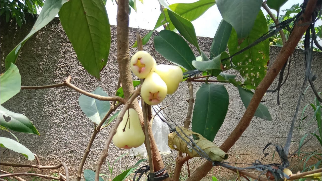 Jambu Air Madu rajin Berbuah di Pot 60 #kebunzuhdhan #tabulampot #jambuairmadu 