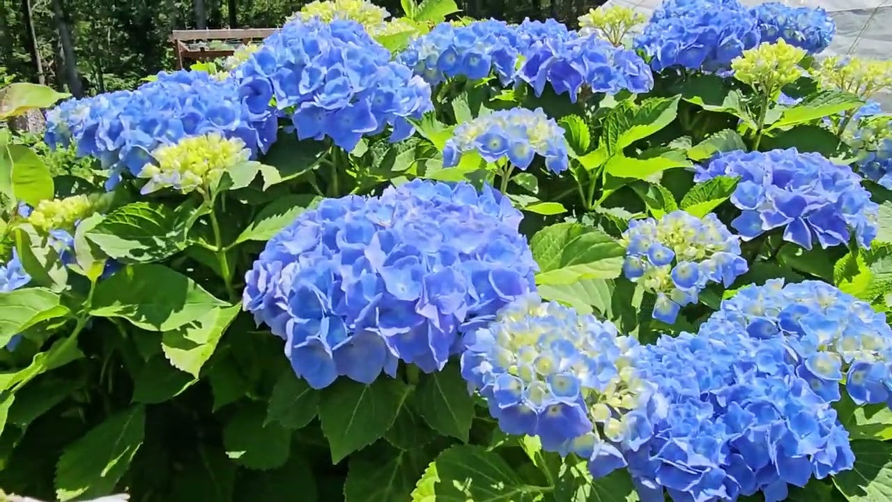 Hoa Mùa Hè   Cẩm Tú Cầu, Mãn Đình Hồng, Hostas and Astilbes July 2024