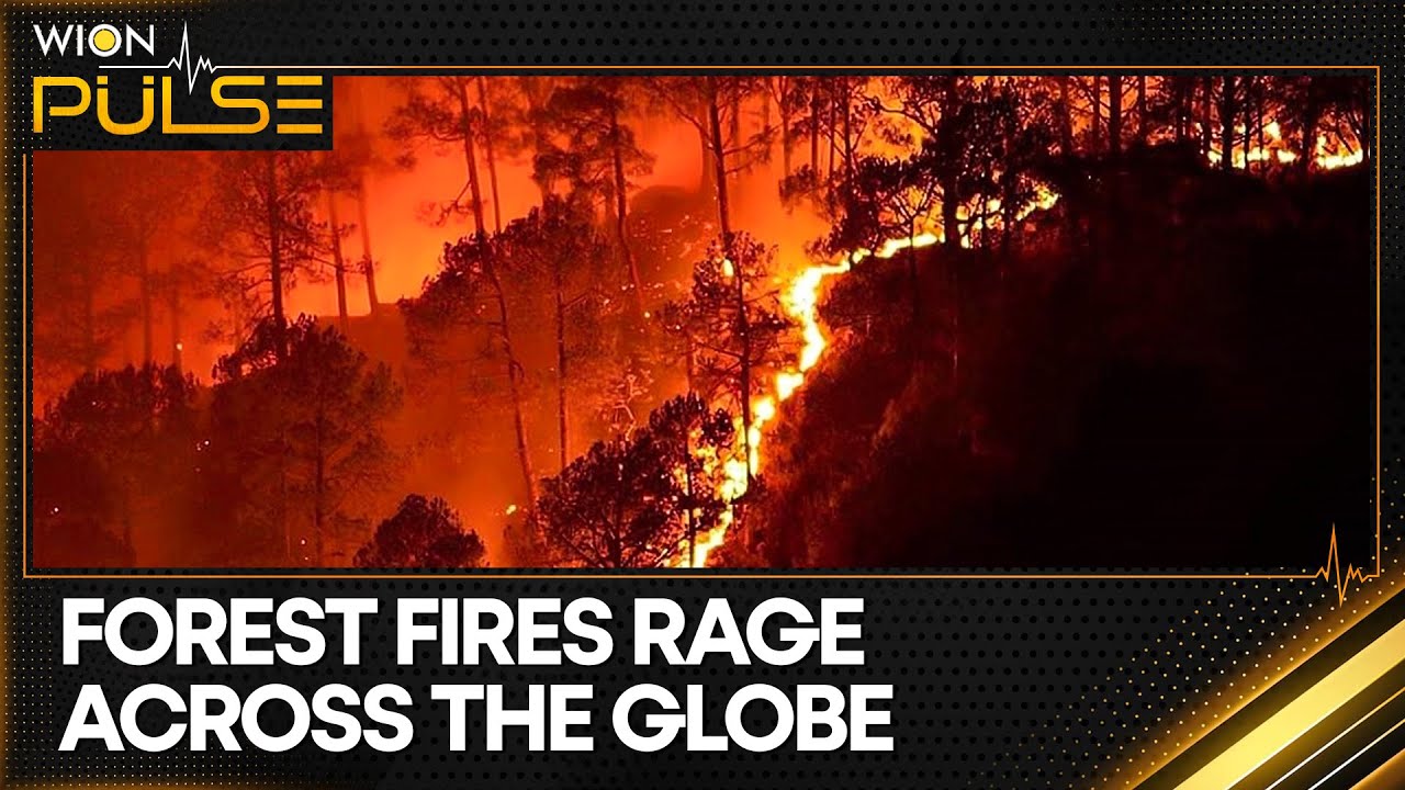 From South America to India, World Grapples With Forest Fires | WION Pulse
