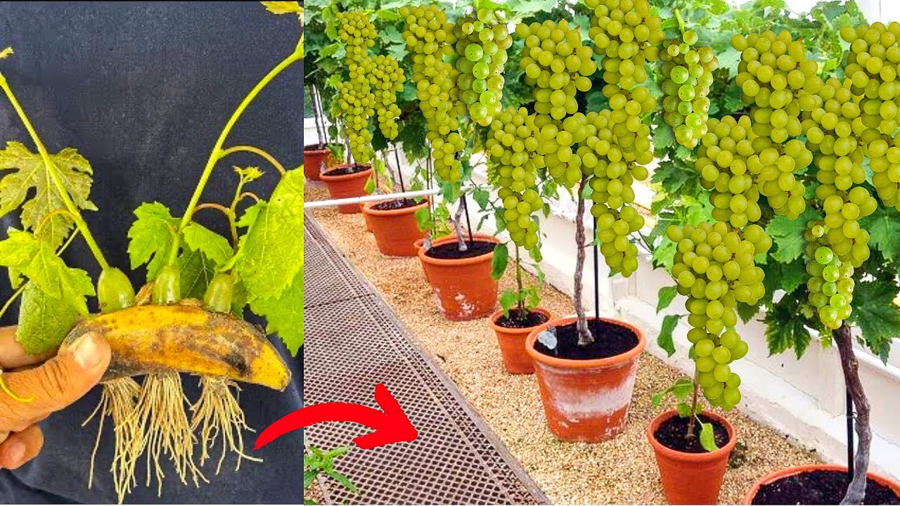 Grapes With Banana: How To Grow Grapes Vine Fast in Banana Fruit To Get A Lot Of Grapes Fruits