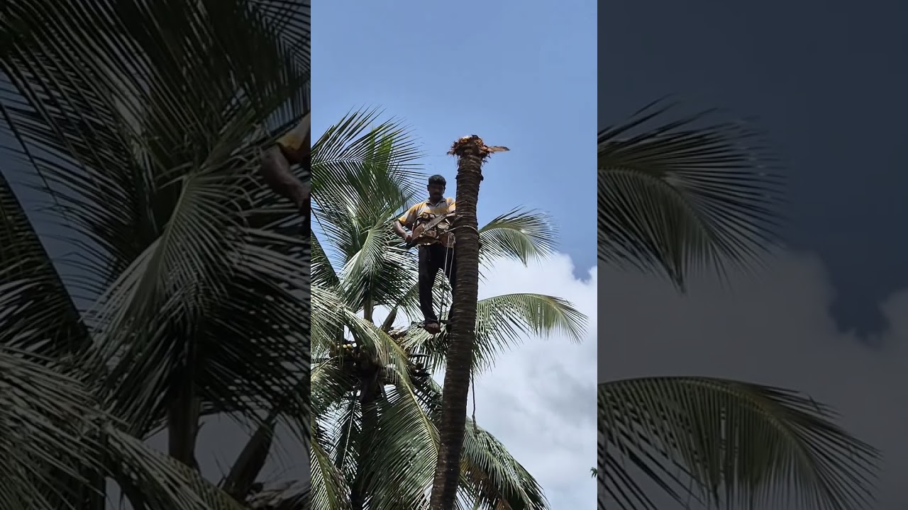 എറിഞ്ഞ് മടുത്തൊരു തെങ്ങ് മുറി#keralastyle#cocunut cutting