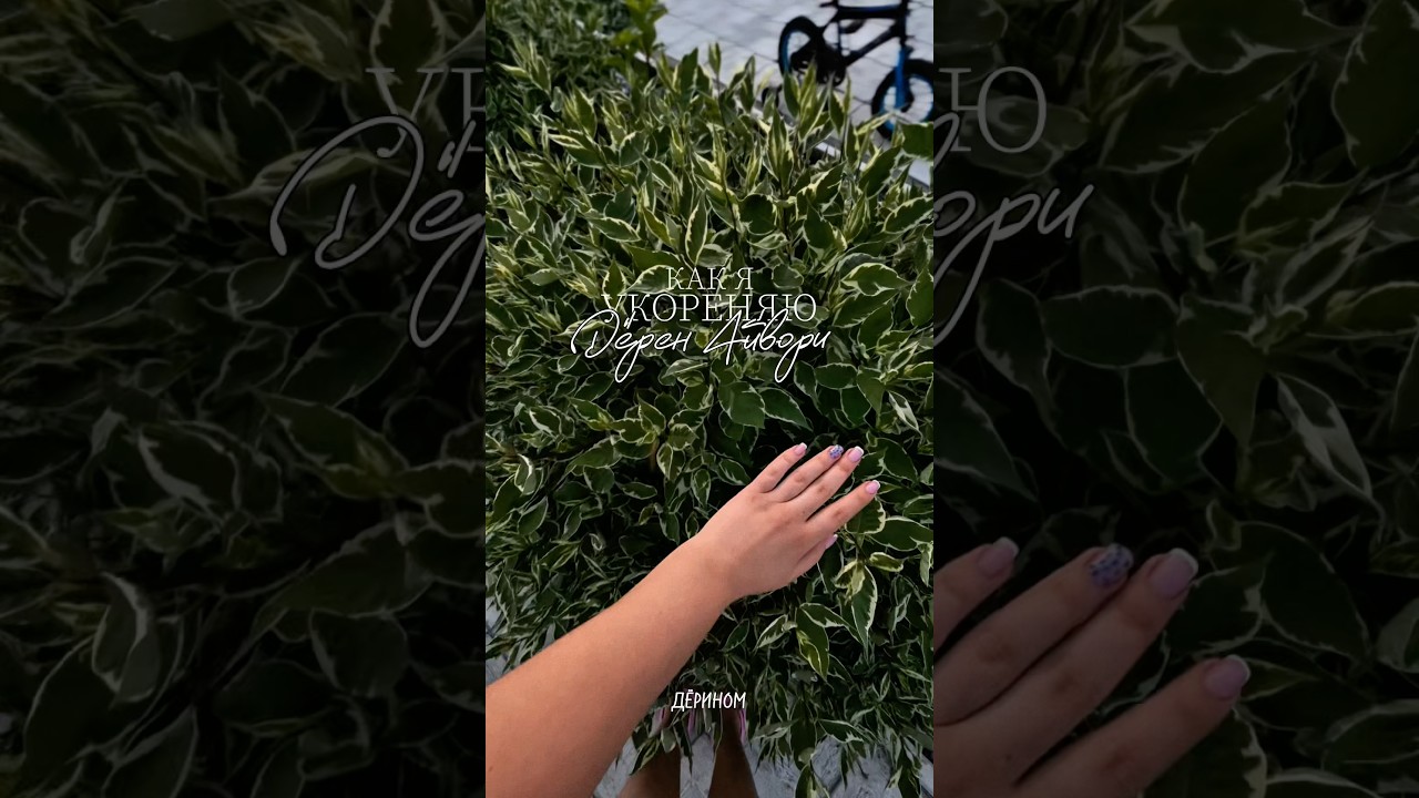Как укореняю Дёрен, проверенный метод укоренения #дёрен #дёренайвори #ivoryhalo #укоренениечеренков