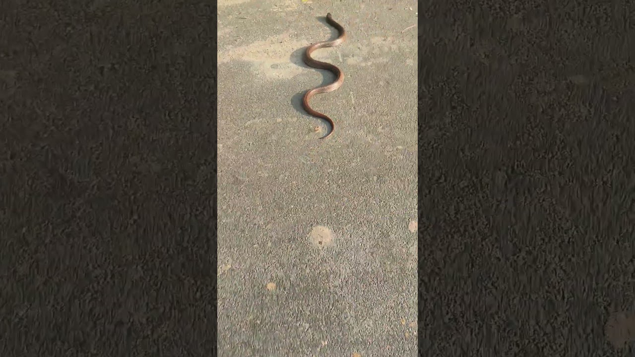common cobra crossing the road #kobra #wildlife #animals #snake #india #roadcrossing