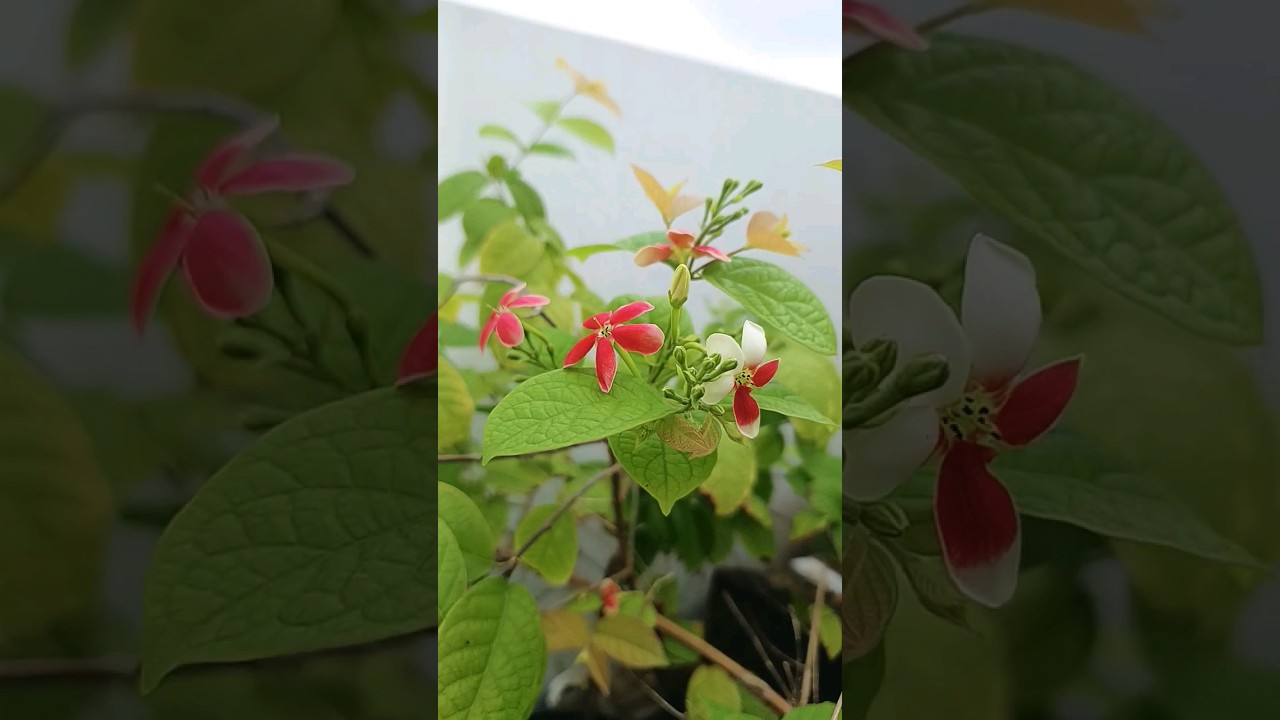 Madhumalti plant cutting || Rangoon creeper #shorts #youtubeshorts