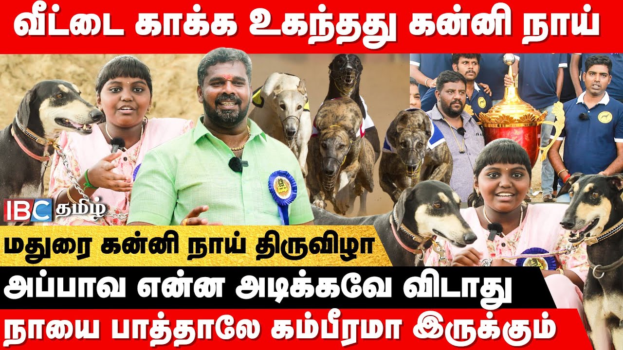 காவலுக்கு சிறந்த கன்னி நாய்.. வளர்ப்பது எப்படி ? | Madurai | Kanni Dog | Chippiparai Dog | IBC Tamil