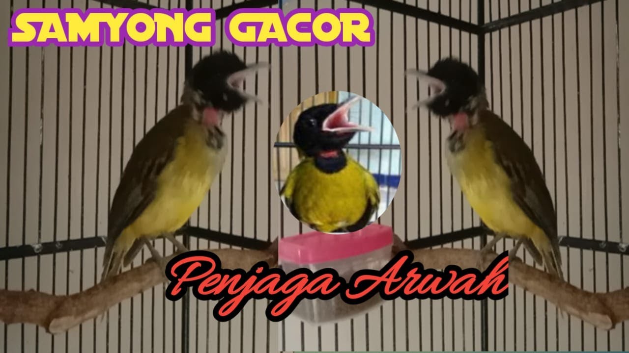 MASTERAN DURASI PANJANG SAMYONG GACOR PANGGIL LAWAN MELEGENDA 1001 KICAU PENJAGA ARWAH