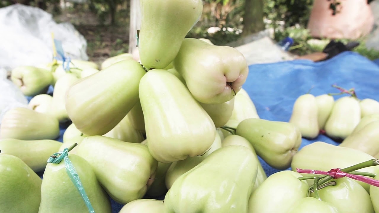 Panen Segar Jambu Madu Deli