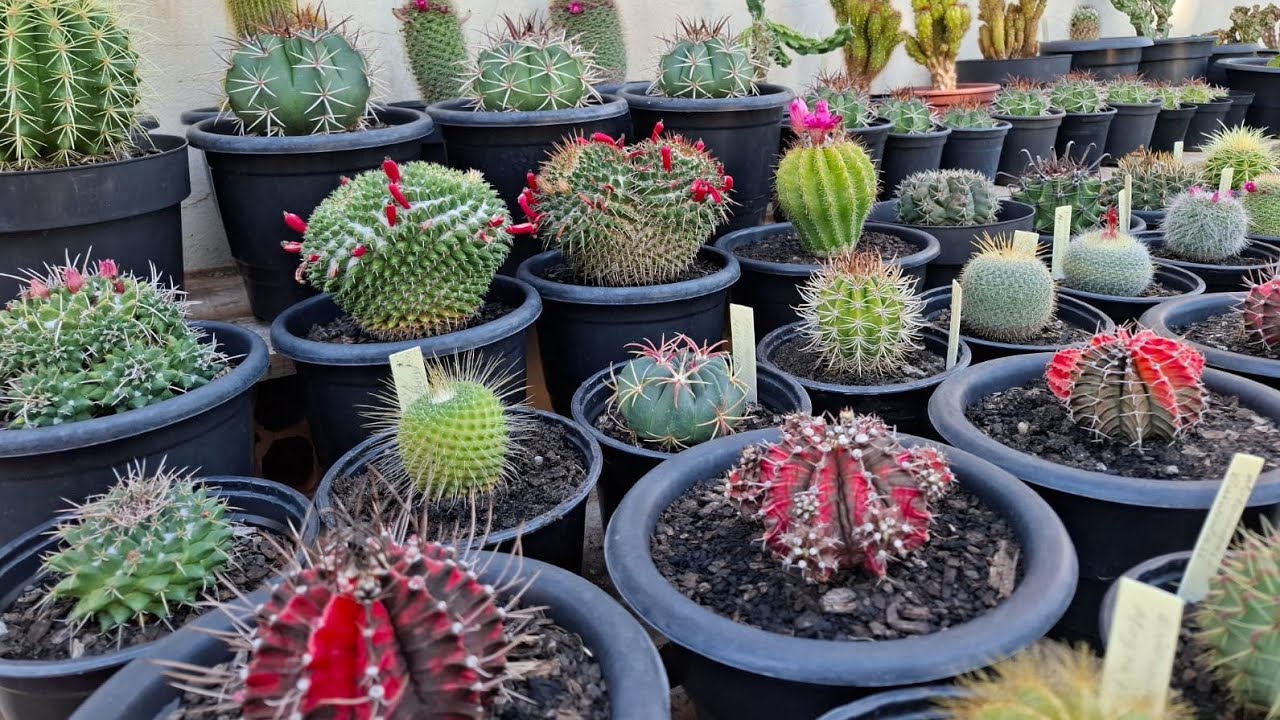 Desafio aceito! 💪🌵 Cactos que parecem estar cobertos de neve ❄✨ A natureza não cansa de surpreender.