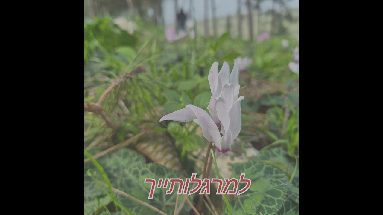 למרגלותייך 