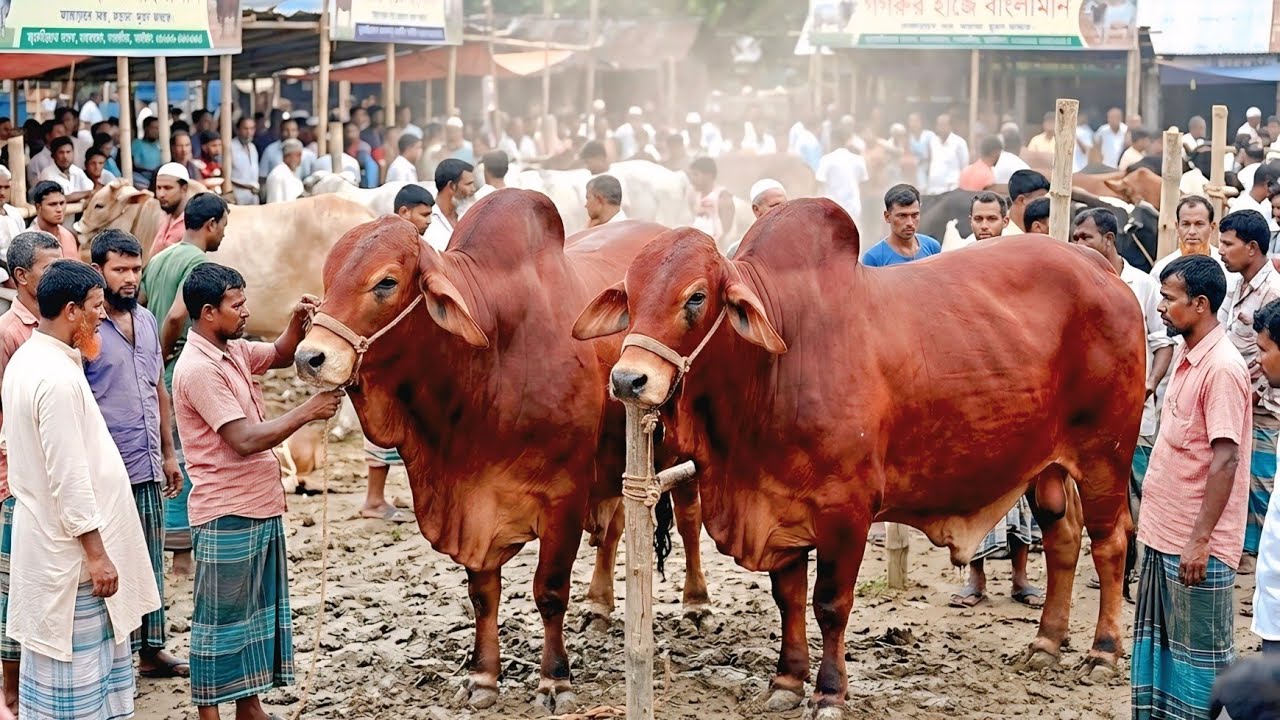 ০৭/০৩/২৬/ বর্ডার এলাকার গরুর হাট থেকে ১০০% শাহীওয়াল ও ক্রস ব্রাহামা ষাঁড় গরু কিনুন সবচেয়ে কম দামে 