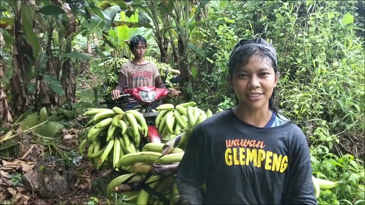 Panen #pisang tanduk byar lagi dikebun 