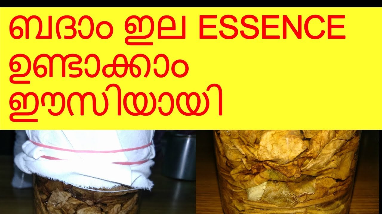 Almond Leaf Essence Making For Betta | Vivek Parayil | Parayil Aqua