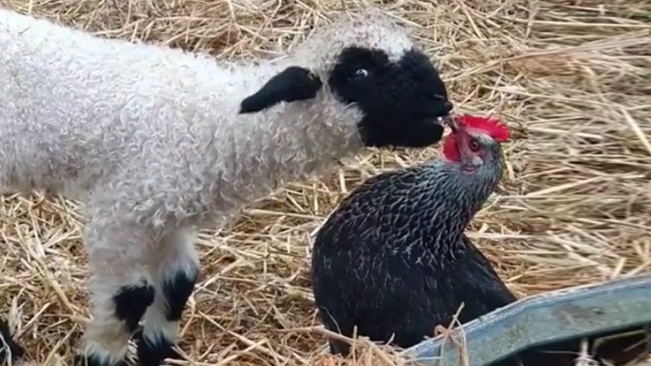 Animales Divertidos Que Te Harán Reír Hasta Las Lágrimas 😂