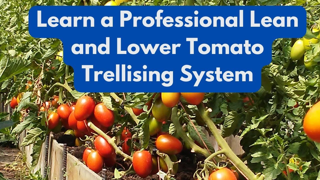 Learn a Professional Lean and Lower Tomato Trellising System
