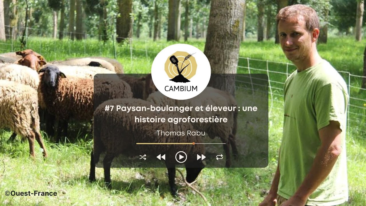 Cambium # 7 : Paysan-boulanger  et éleveur : une histoire agroforestière avec Thomas Rabu 🐑🍞