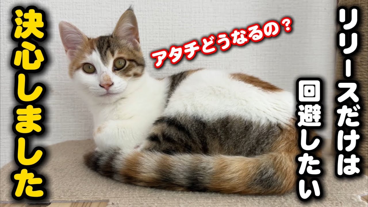 タイムリミットが近づく子猫…決意を新たにしました