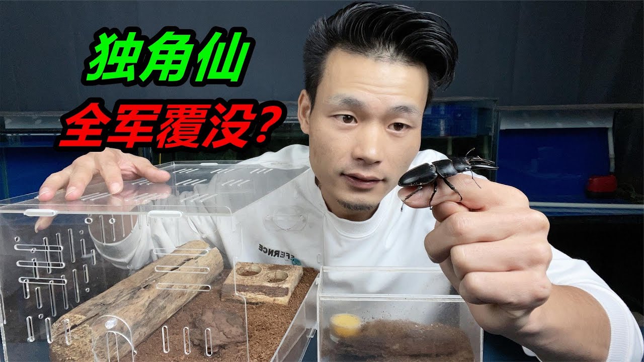 獨角仙產卵後全部死亡，蟲卵卻在孵化過程中發生意外，全軍覆沒