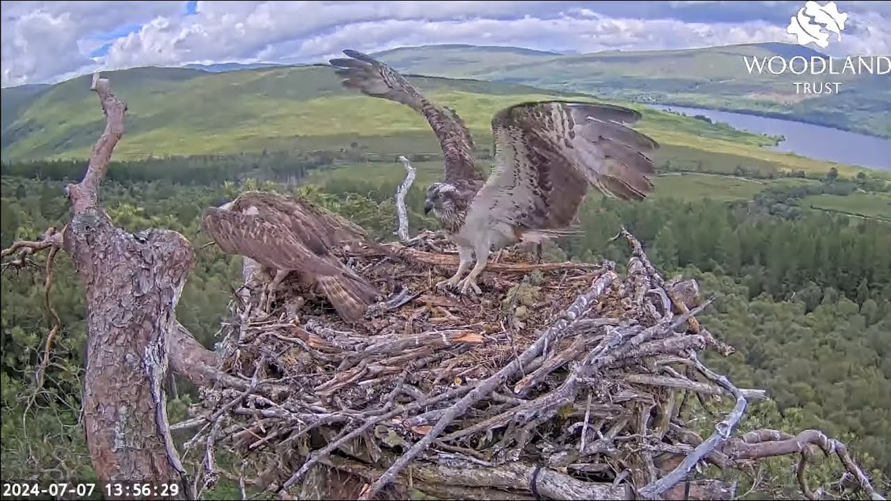 Unringed really dark female (RDF) Osprey intrudes on Loch Arkaig Ospreys Louis & Dorcha 7 Jul 2024