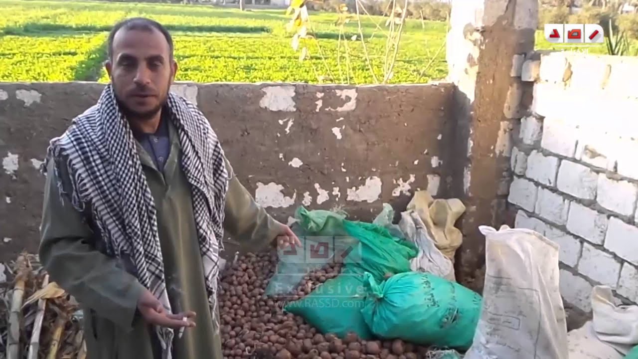 رصد | استياء احد فلاحي بني سويف بعد خسارته في تسويق محصول البطاطس