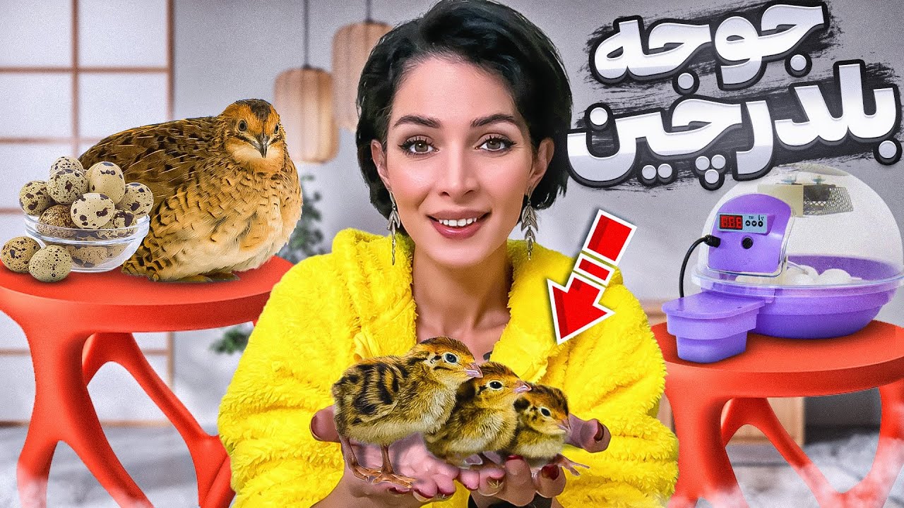 صفر تا صد به دنیا اومدن بلدرچینا😍
