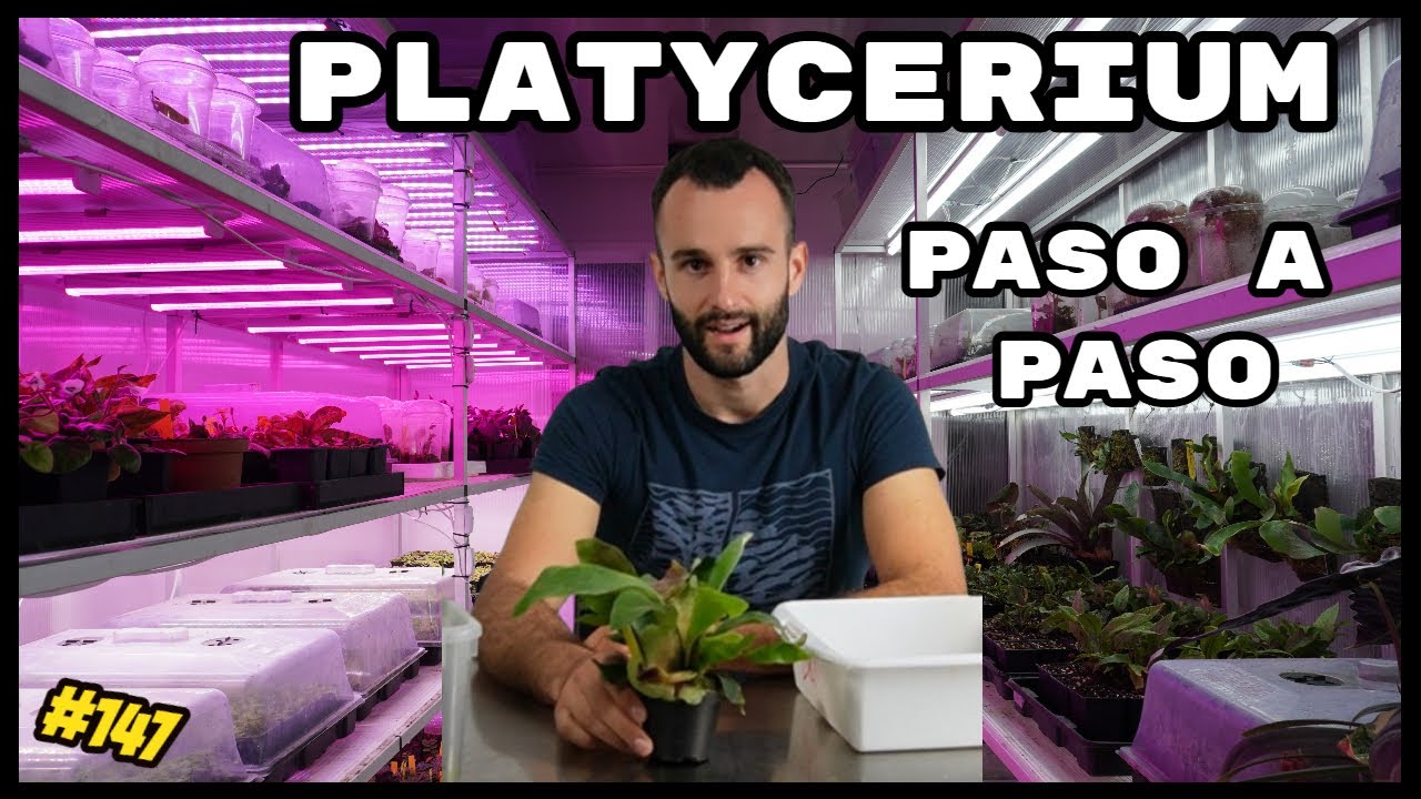 PASO A PASO 🌱: MONTAJE DE CUERNO DE ALCE (Platycerium bifurcatum) EN CORCHO | KANAKY VLOG #147