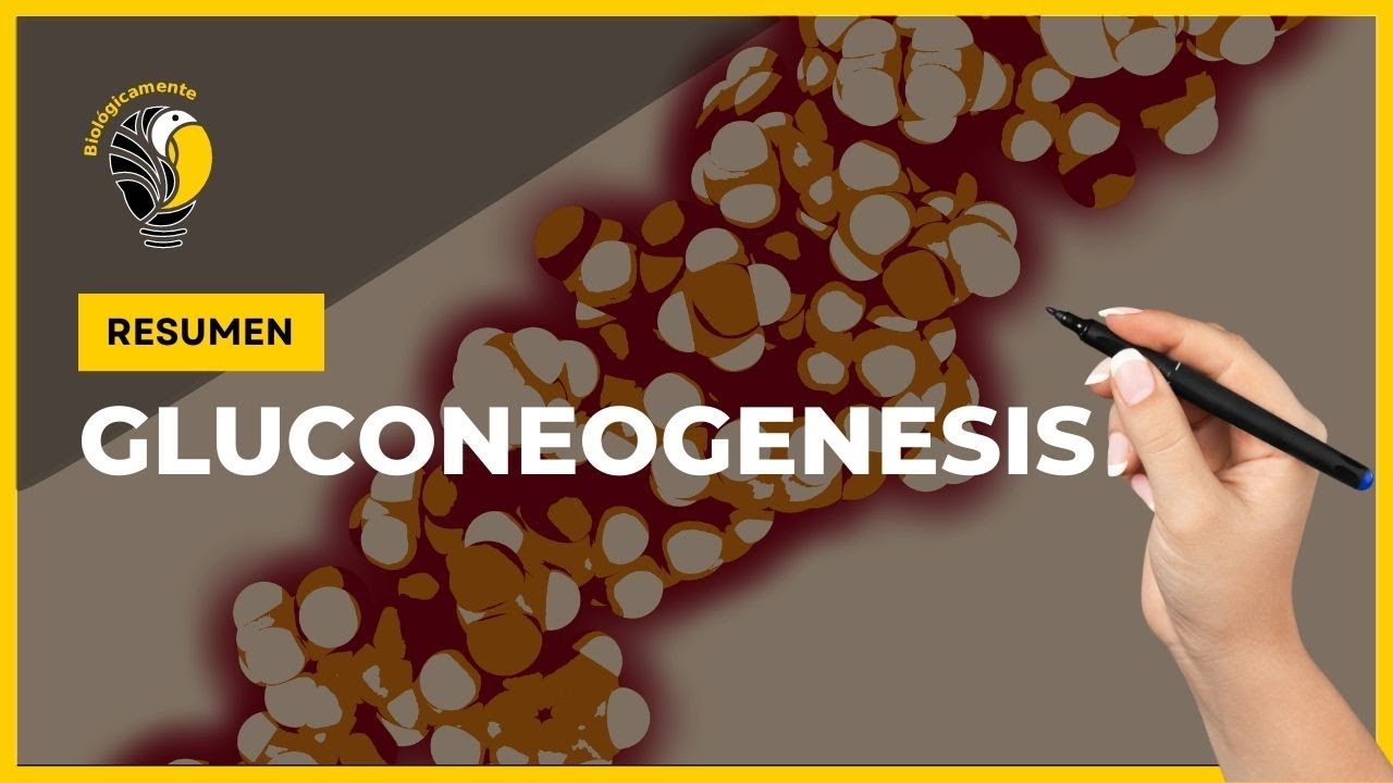 GLUCONEOGENESIS - [Resumen] 👍