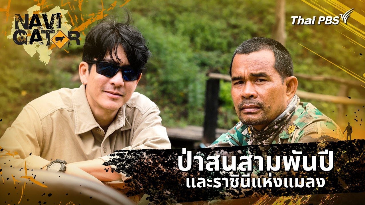 ป่าสนสามพันปี และราชินีแห่งแมลง | Navigator