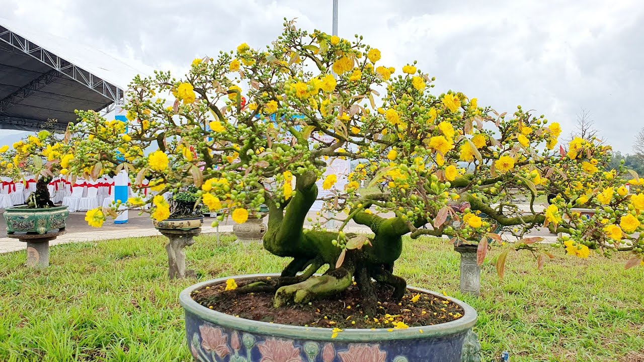 Triển lãm mai vàng Bình Định - Nhiều tác phẩm mai bonsai độc lạ nhất Bình Định