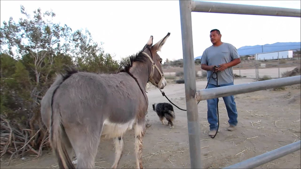Bertha - BLM Burro - Trailer Loading
